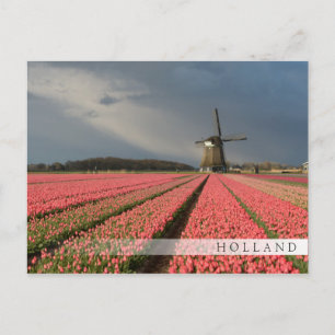 Windmühle mit rosa Tulpen im Frühjahr Postkarte
