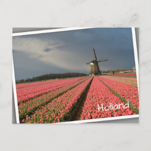 Windmühle mit rosa Tulpen im Frühjahr Postkarte