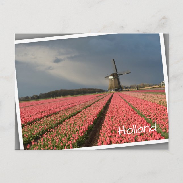 Windmühle mit rosa Tulpen im Frühjahr Postkarte (Vorderseite)