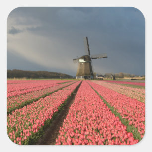 Windmühle mit rosa Tulpen im Frühjahr Quadratischer Aufkleber