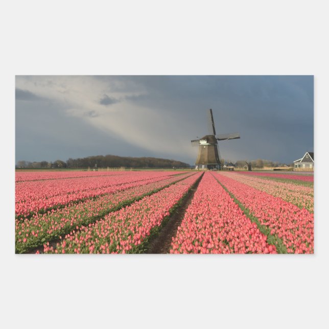 Windmühle mit rosa Tulpen im Frühjahr Rechteckiger Aufkleber (Vorderseite)