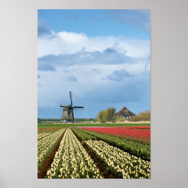 Windmühle und Tulpen Poster (Vorne)