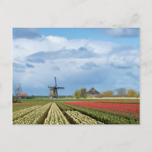 Windmühle und Tulpenlandschaft Postkarte