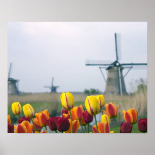 Windmühlen und Tulpen am Kanal in Poster