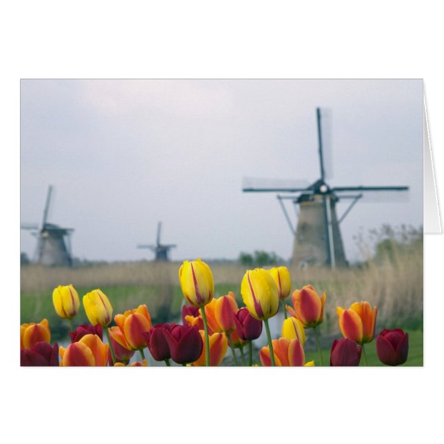 Windmühlen und Tulpen entlang des Kanals in (Vorderseite (Horizontal))