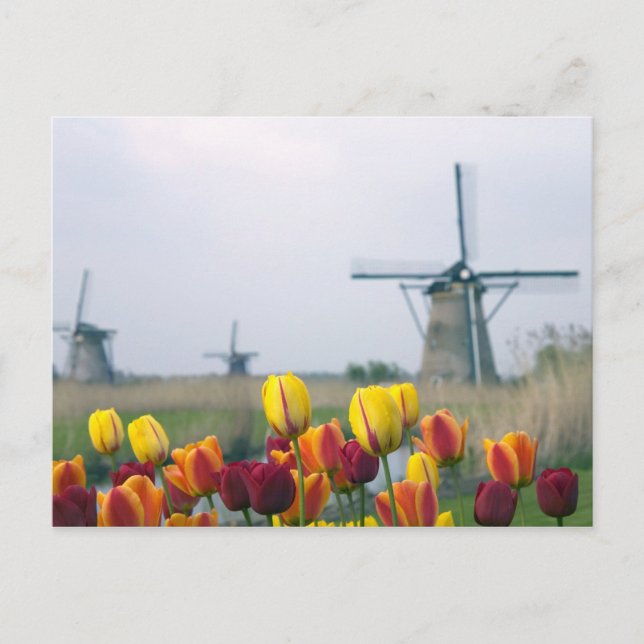 Windmühlen und Tulpen entlang des Kanals in Postkarte (Vorderseite)
