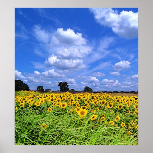Windschweiß, Sonnenblumen (DRUCKEN) Poster (Vorne)