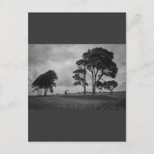 WindSwept Trees Postkarte