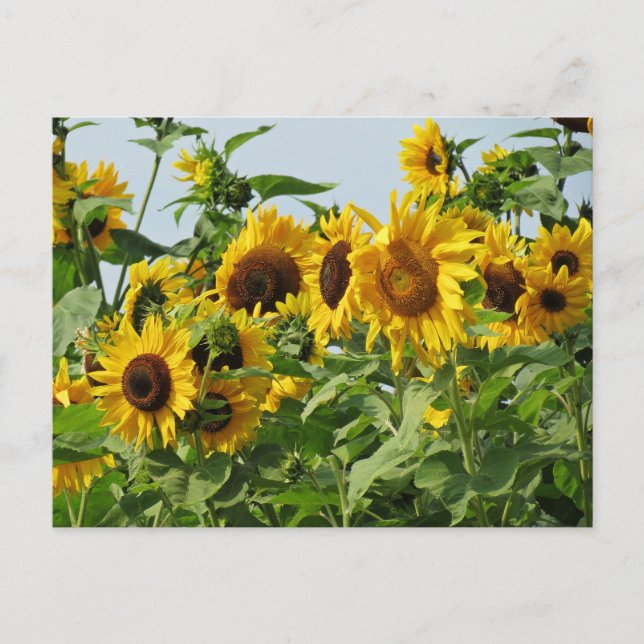 Windy Sonnenblumen Postkarte (Vorderseite)