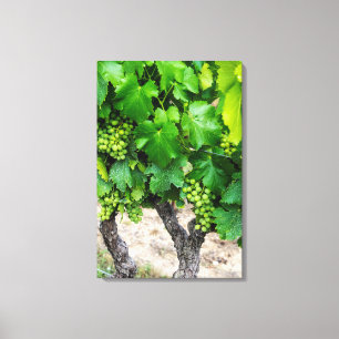 Wine Grapes Growing, Frankreich Leinwanddruck