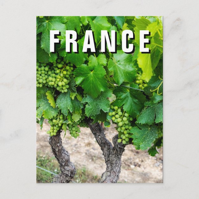 Wine Grapes Growing, Frankreich Postkarte (Vorderseite)