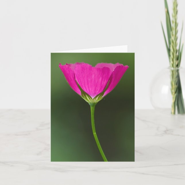Winecup Wildblume Notecards Karte (Vorderseite)