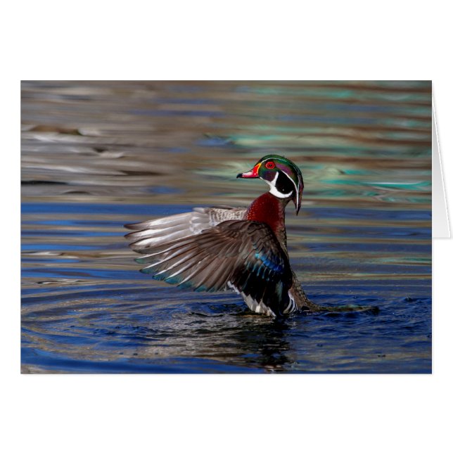 Wing Flapping Wood Duck (Vorderseite (Horizontal))