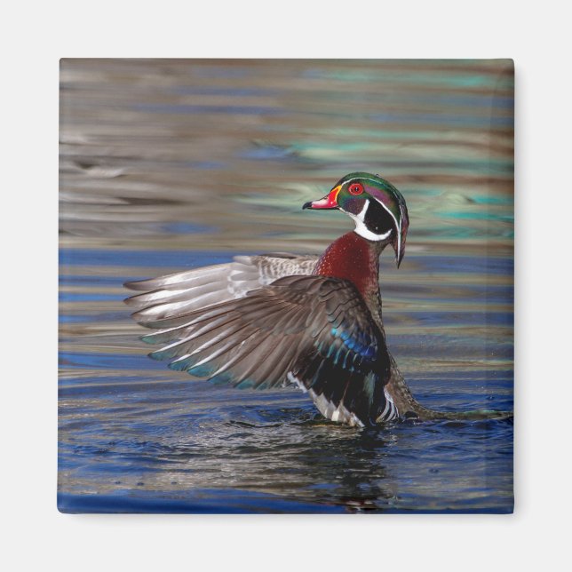 Wing Flapping Wood Duck Magnet (Vorne)