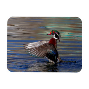 Wing Flapping Wood Duck Magnet