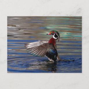 Wing Flapping Wood Duck Postkarte