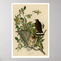 Winged Hawk