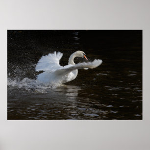 Wings überdehnte Swan Print Poster