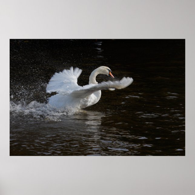 Wings überdehnte Swan Print Poster (Vorne)