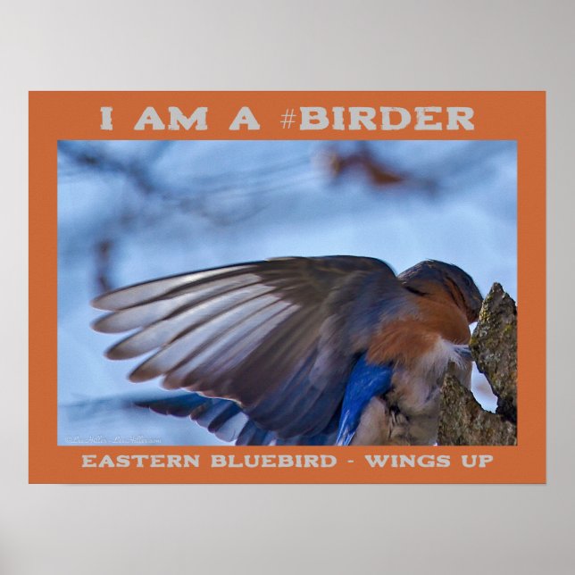 Wings Up Eastern Bluebird Vogelbeobachter Poster (Vorne)