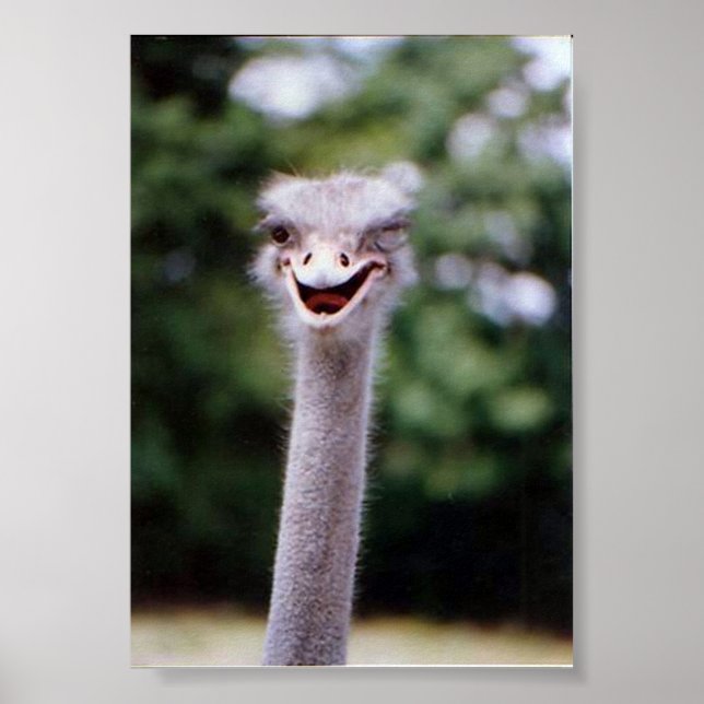Wink Poster (Vorne)
