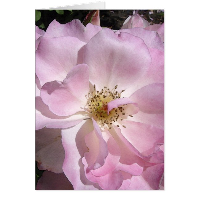 Winkel-Gesichts-Rose (Vorne)