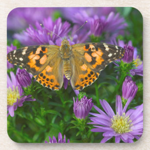 Winkelflügel-Schmetterling auf Kegelblume Getränkeuntersetzer