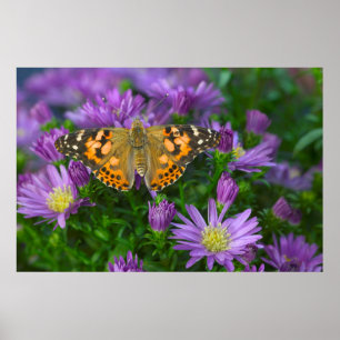 Winkelflügel-Schmetterling auf Kegelblume Poster