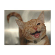 Winking Happy Ginger Cat