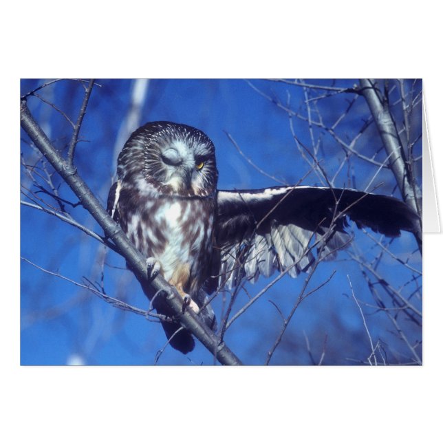 Winking owl (Vorderseite (Horizontal))