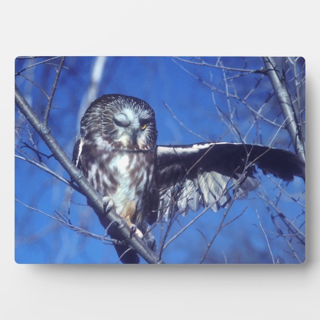 Winking owl fotoplatte (Vorderseite)