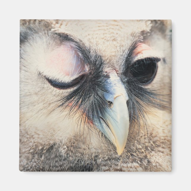 Winking Owl Magnet (Vorne)