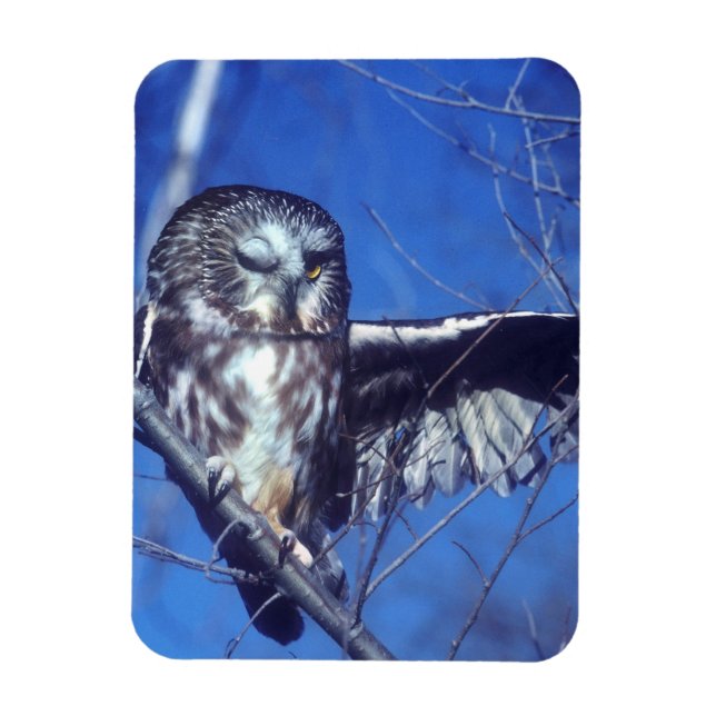 Winking owl magnet (Vertikal)