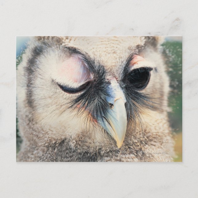 Winking Owl Postkarte (Vorderseite)