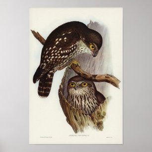 Winking Owl von Elizabeth Gould Poster