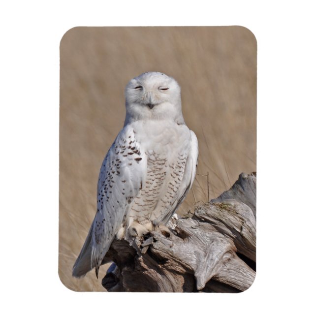 Winking Snowy Owl Magnet (Vertikal)