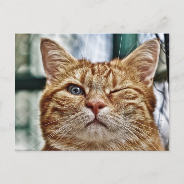 Winky Funny Cat Postkarte (Vorderseite)