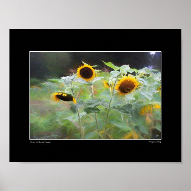 Winsor Garden Sonnenblumen Poster (Vorne)