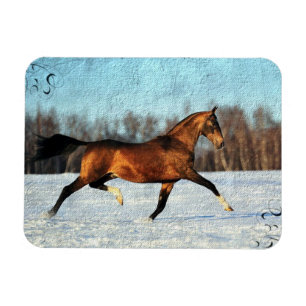 Winter Akhal-teke Magnet