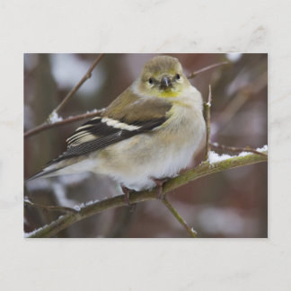 Winter American Goldfinch Postkarte