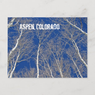 Winter Aspen Bäume in Aspen, Colorado Postkarte