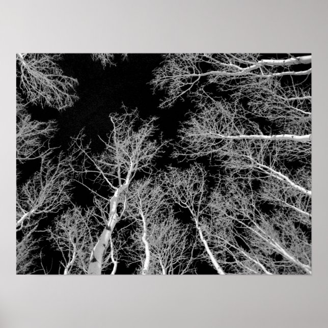 Winter Aspen Trees - Black Sky Poster (Vorne)