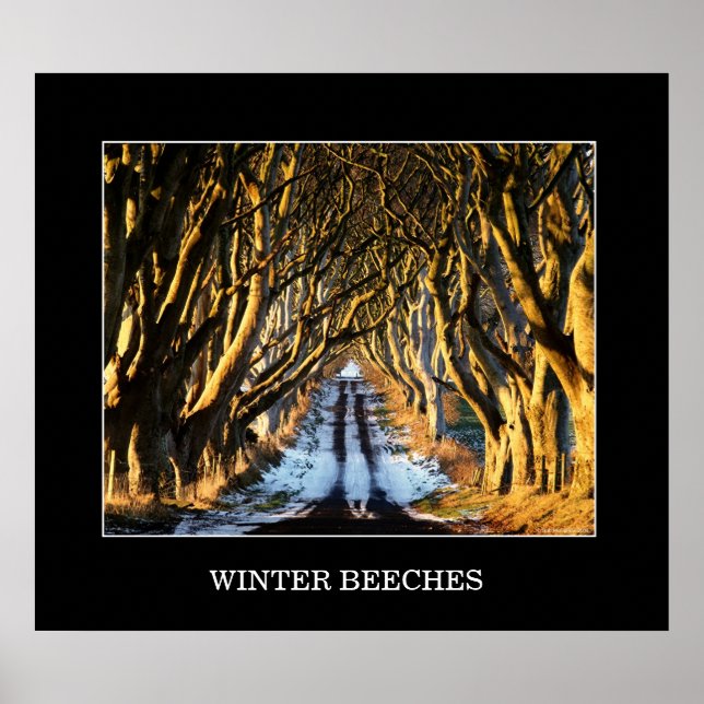 Winter Beeches Poster (Vorne)
