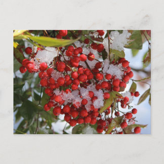 Winter-Beeren Postkarte