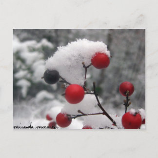 Winter Berries Postkarte