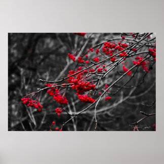 Winter Berries Print Poster