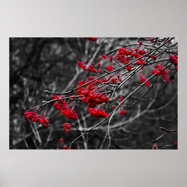 Winter Berries Print Poster (Vorne)