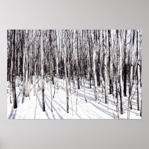 Winter Birch, Baumschneewald Zweige Natur Poster
