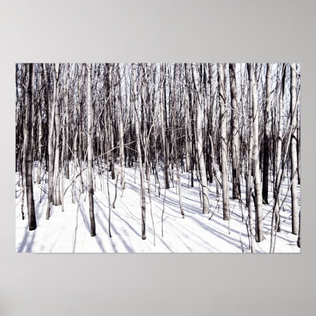 Winter Birch, Baumschneewald Zweige Natur Poster (Vorne)