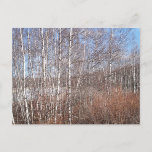Winter Birch Forest Postkarte